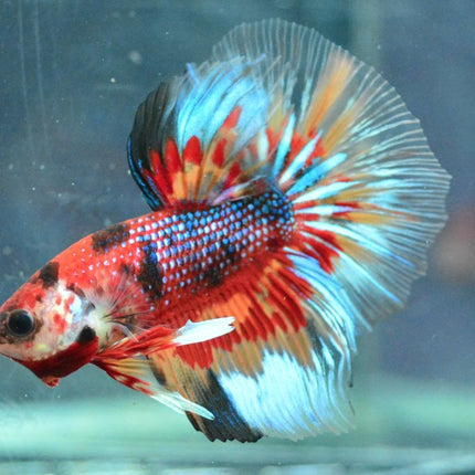 Assorted Koi Halfmoon Betta - Nano Tanks Australia Aquarium Shop