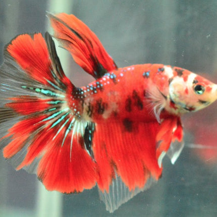 Assorted Koi Halfmoon Betta - Nano Tanks Australia Aquarium Shop