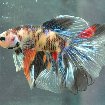 Assorted Koi Halfmoon Betta - Nano Tanks Australia Aquarium Shop