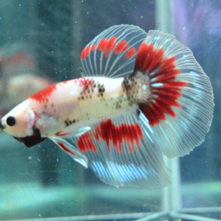 Assorted Koi Halfmoon Betta - Nano Tanks Australia Aquarium Shop
