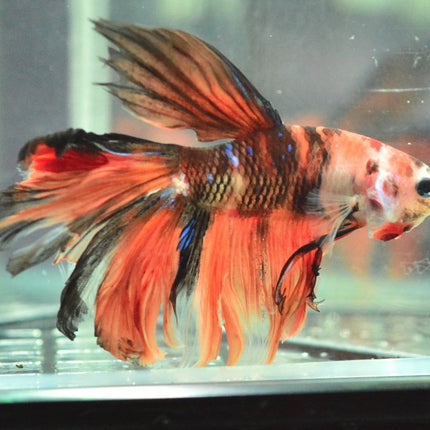 Assorted Koi Halfmoon Betta - Nano Tanks Australia Aquarium Shop