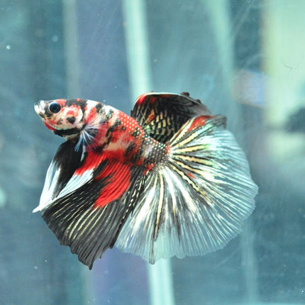 Assorted Koi Halfmoon Betta - Nano Tanks Australia Aquarium Shop