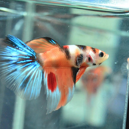 Assorted Koi Halfmoon Betta - Nano Tanks Australia Aquarium Shop
