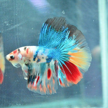 Assorted Koi Halfmoon Betta - Nano Tanks Australia Aquarium Shop