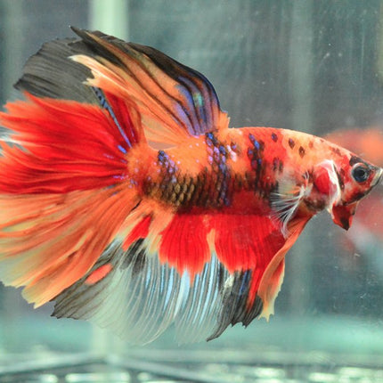 Assorted Koi Halfmoon Betta - Nano Tanks Australia Aquarium Shop