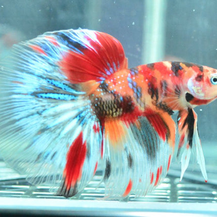 Assorted Koi Halfmoon Betta - Nano Tanks Australia Aquarium Shop