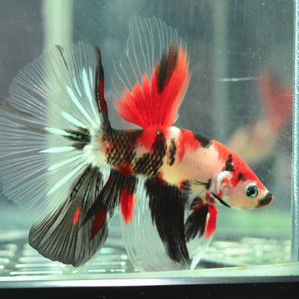 Assorted Koi Halfmoon Betta - Nano Tanks Australia Aquarium Shop