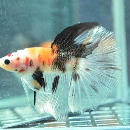 Assorted Koi Halfmoon Betta - Nano Tanks Australia Aquarium Shop