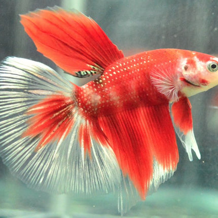 Assorted Koi Halfmoon Betta - Nano Tanks Australia Aquarium Shop
