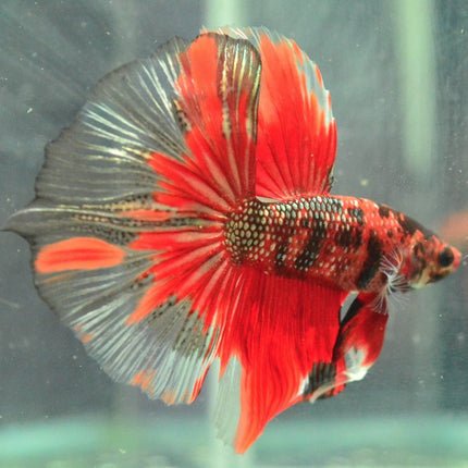 Assorted Koi Halfmoon Betta - Nano Tanks Australia Aquarium Shop