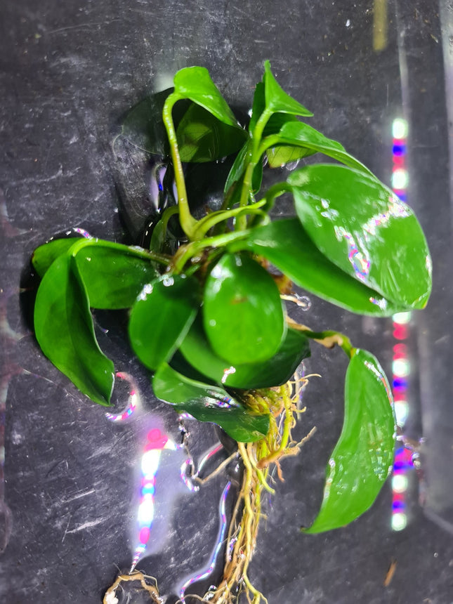 Assorted Medium Anubias - Nano Tanks Australia Aquarium Shop