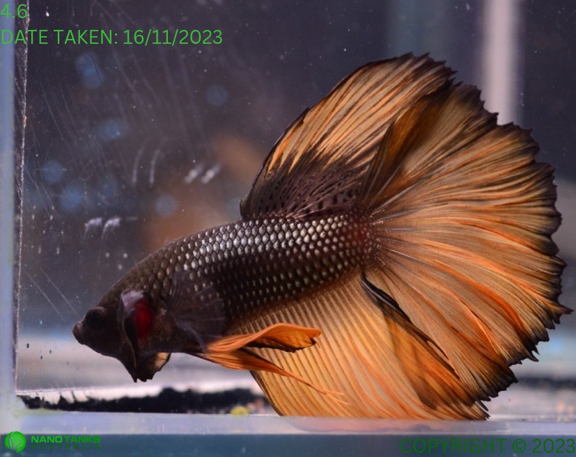 Assorted Mustard Gas Halfmoon Male Betta Nano Tanks Australia