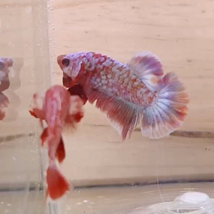 Assorted Premium Grade Red Gold LV Galaxy Halfmoon Plakat Male Betta - Nano Tanks Australia Aquarium Shop