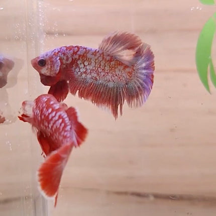 Assorted Premium Grade Red Gold LV Galaxy Halfmoon Plakat Male Betta - Nano Tanks Australia Aquarium Shop