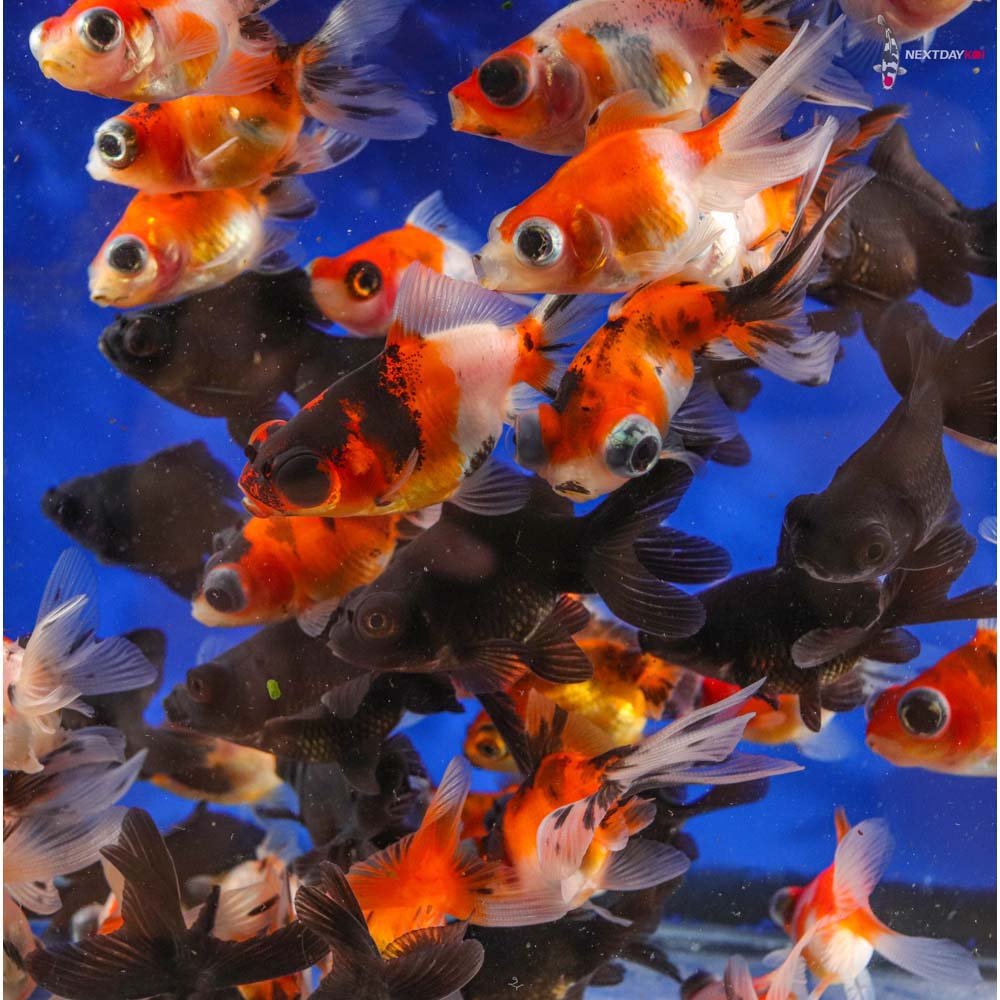 Assorted Telescope Eyes Goldfish 5cm Nano Tanks Australia Aquarium Shop