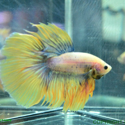 Assorted Yellow Base Halfmoon Male Betta - Nano Tanks Australia Aquarium Shop