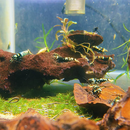 Black Galaxy Tiger Shrimp - Nano Tanks Australia Aquarium Shop