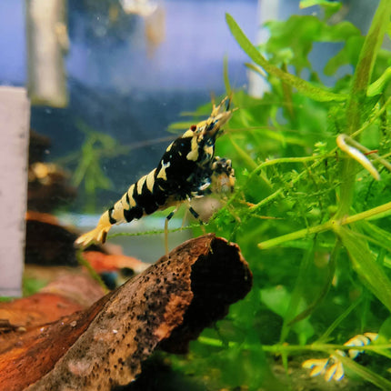 Black Galaxy Tiger Shrimp - Nano Tanks Australia Aquarium Shop
