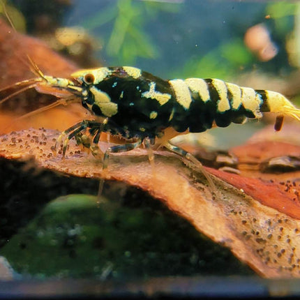 Black Galaxy Tiger Shrimp - Nano Tanks Australia Aquarium Shop