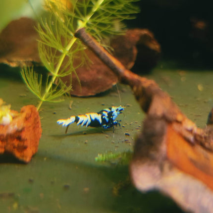Black Galaxy Tiger Shrimp - Nano Tanks Australia Aquarium Shop