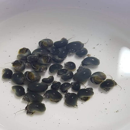 Blue Mystery Snail - Nano Tanks Australia Aquarium Shop