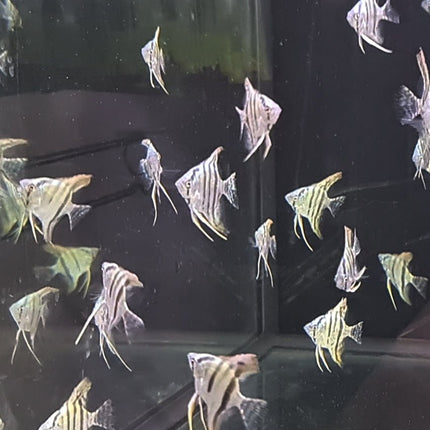 Blue Sapphire Angelfish 3-3.5cm - Nano Tanks Australia Aquarium Shop