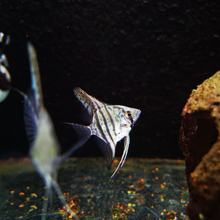 Blue Sapphire Angelfish 3-3.5cm - Nano Tanks Australia Aquarium Shop