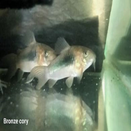 Bronze Corydoras (Corydoras Aenus) - Nano Tanks Australia Aquarium Shop