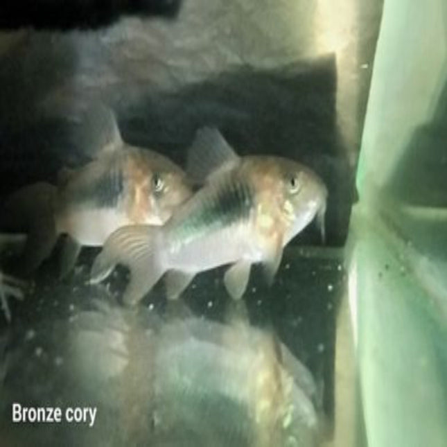 Bronze Corydoras (Corydoras Aenus) - Nano Tanks Australia Aquarium Shop