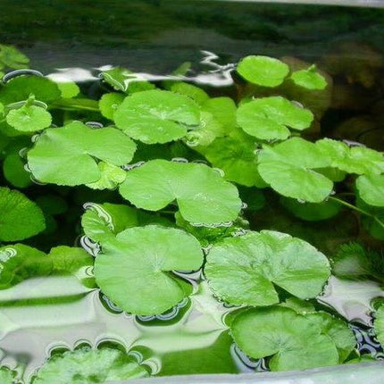Cardamine Leucocephala (giant cardamine) in terracotta pot - Nano Tanks Australia Aquarium Shop