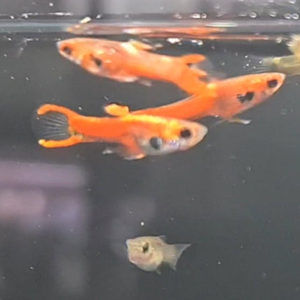Chilli Endler Pairs - Nano Tanks Australia Aquarium Shop