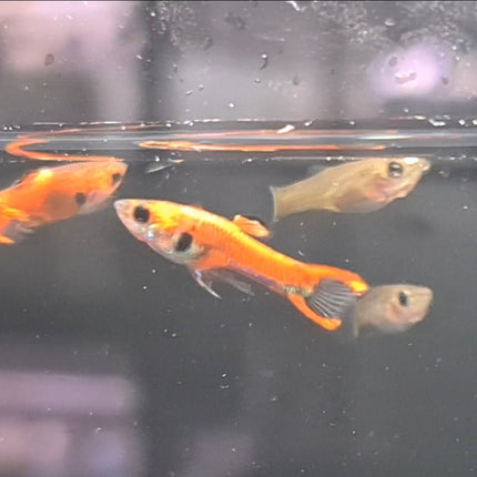 Chilli Endler Pairs - Nano Tanks Australia Aquarium Shop
