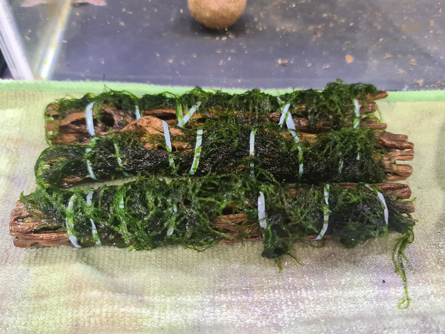 Cholla Wood with Java Moss - Nano Tanks Australia Aquarium Shop