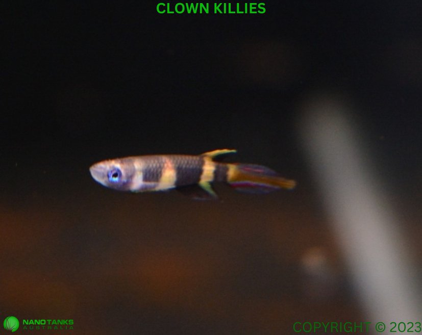 Clown Panchax (Killifish) Epiplatys annulatus Killies Nano Tanks