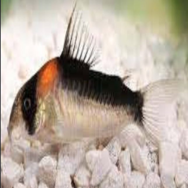 Corydoras Adolfoi 4cm - Nano Tanks Australia Aquarium Shop