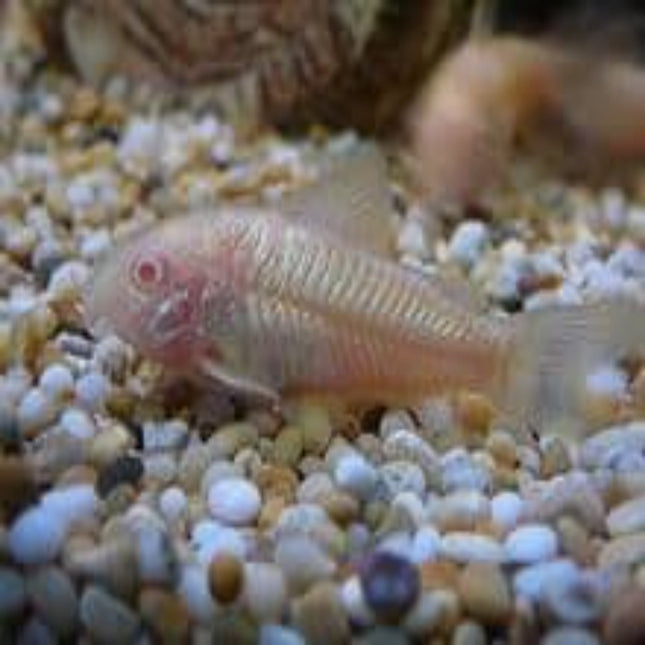 Corydoras Aenus Albino Bronze Corydoras - Nano Tanks Australia Aquarium Shop
