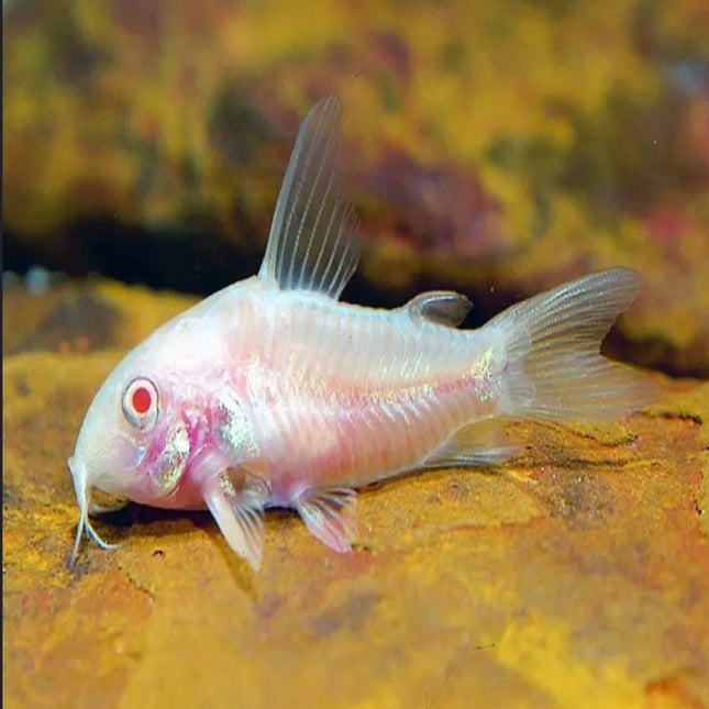 Corydoras Paleatus Albino - Nano Tanks Australia Aquarium Shop