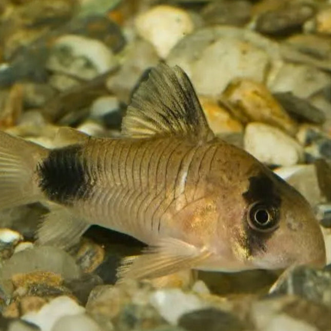 Corydoras Panda 4-5cm - Nano Tanks Australia Aquarium Shop