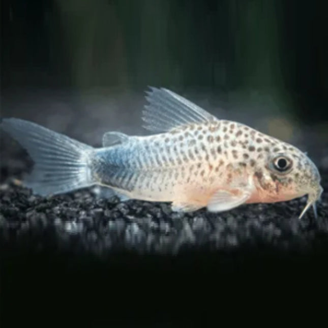 Corydoras Similis 3-4cm - Nano Tanks Australia Aquarium Shop