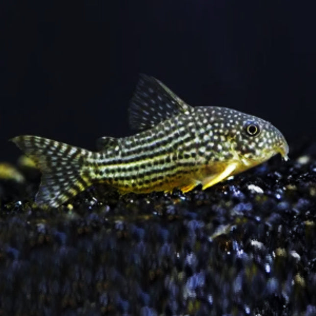 Corydoras Sterbai 3cm - Nano Tanks Australia Aquarium Shop