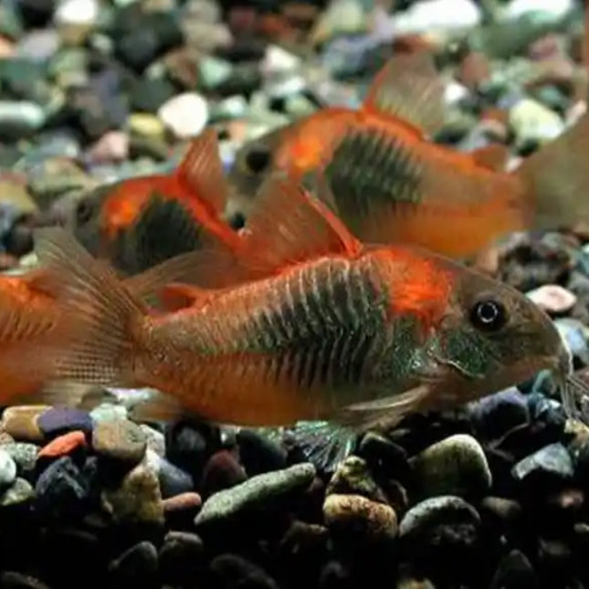 Corydoras Venezuela 3-3.5cm - Nano Tanks Australia Aquarium Shop