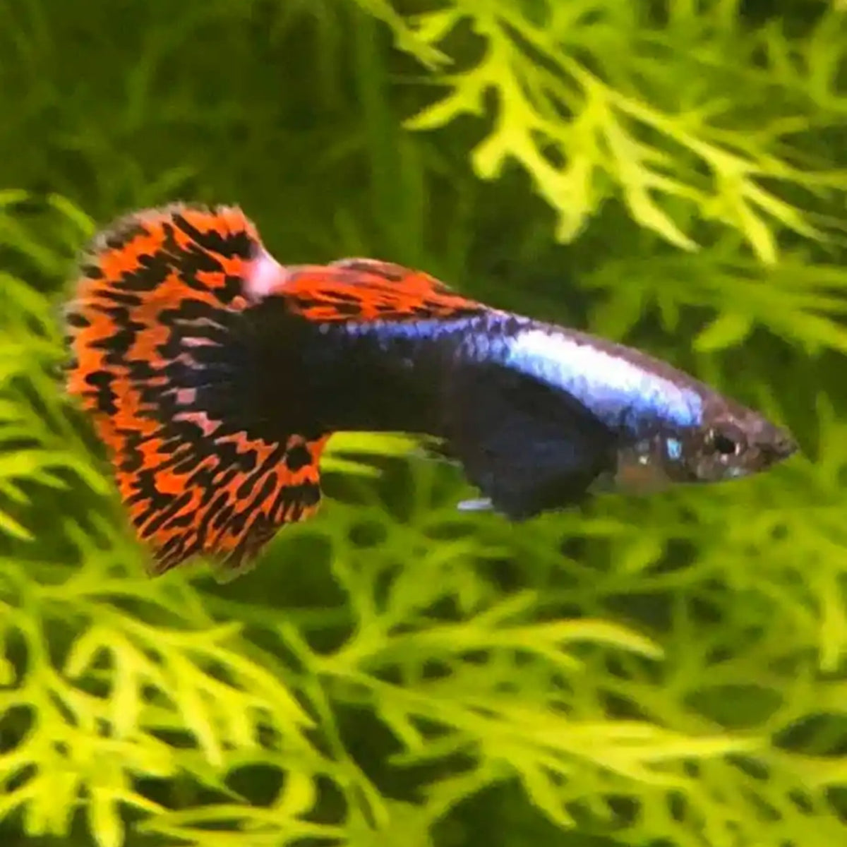 Dumbo Mosaic Guppy (Variations exist) Sub Adults to Adults Elephant Ea
