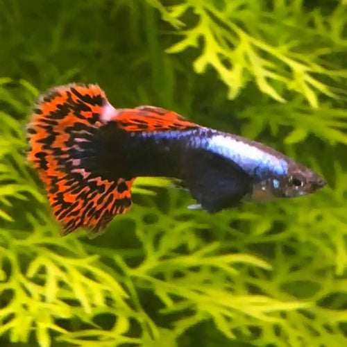 Dumbo Mosaic Guppy (Variations exist) Sub Adults to Adults Elephant Ear