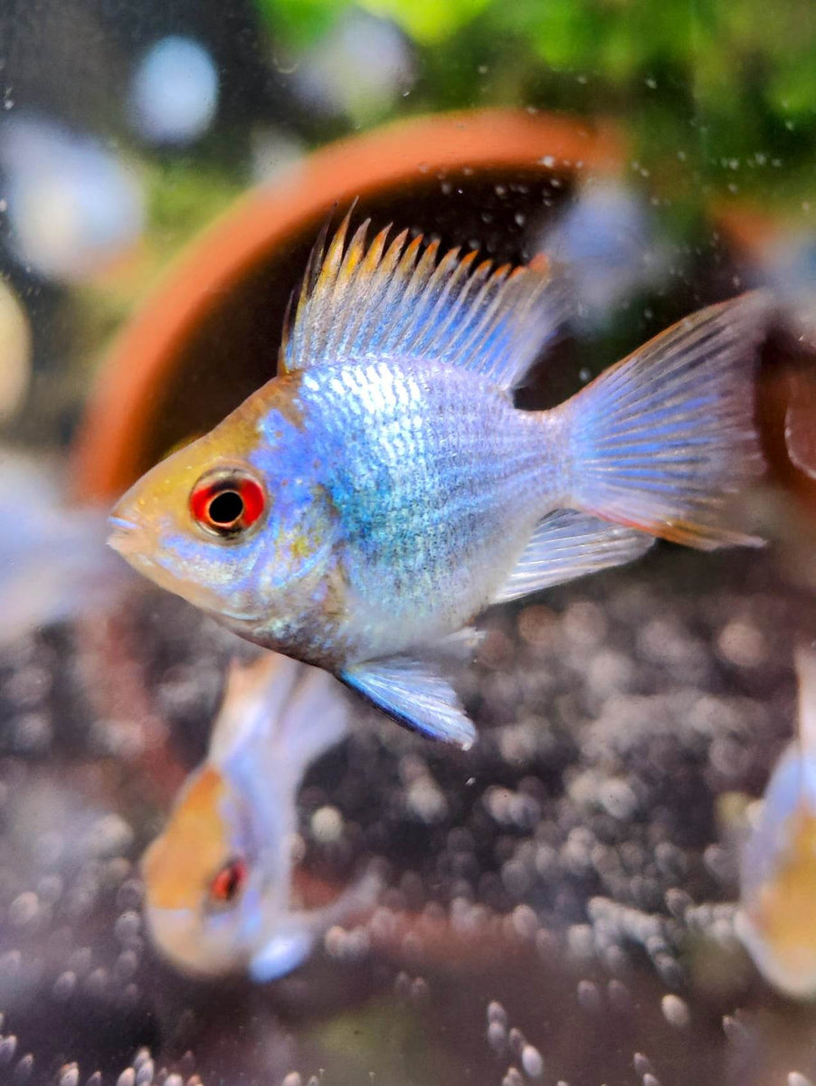 Electric German Blue Ram (Balloon) Nano Tanks Australia Aquarium Shop