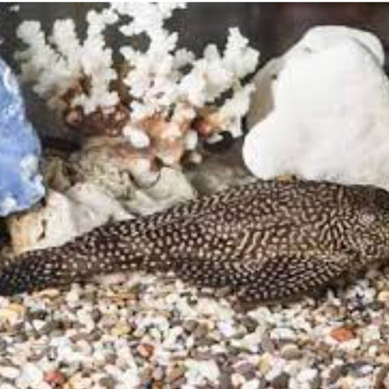 Fine Line Gold Spot Pleco 5-6cm - Nano Tanks Australia Aquarium Shop