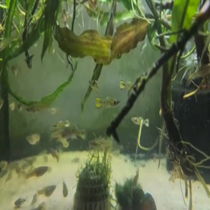 Gold / Green Tiger Endler Pair - Nano Tanks Australia Aquarium Shop