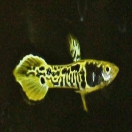 Gold / Green Tiger Endler Pair - Nano Tanks Australia Aquarium Shop