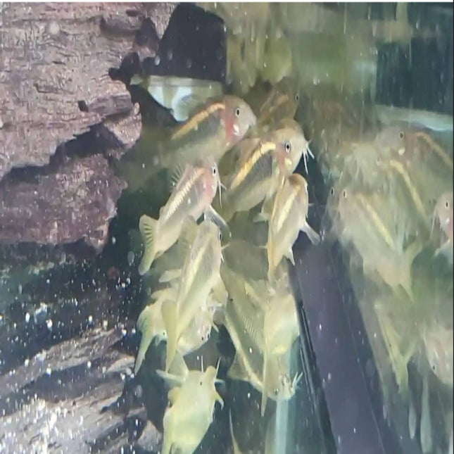 Gold Laser Corydoras CW10 3cm - Nano Tanks Australia Aquarium Shop