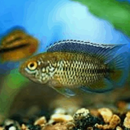 Golden Dwarf Cichlid Nannacara anomala - Nano Tanks Australia Aquarium Shop