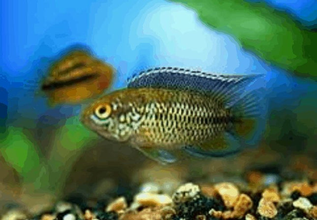 Golden Dwarf Cichlid Nannacara anomala - Nano Tanks Australia Aquarium Shop